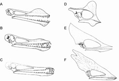 Caption: Skulls of pterosaurs from the Romualdo Member nodules. A, Coloborhynchus; B, Anhanguera; C, Cearadactylus; D, Tapejara ; E, Tupuxuara ; F, Thalassodromeus. Not to scale.
